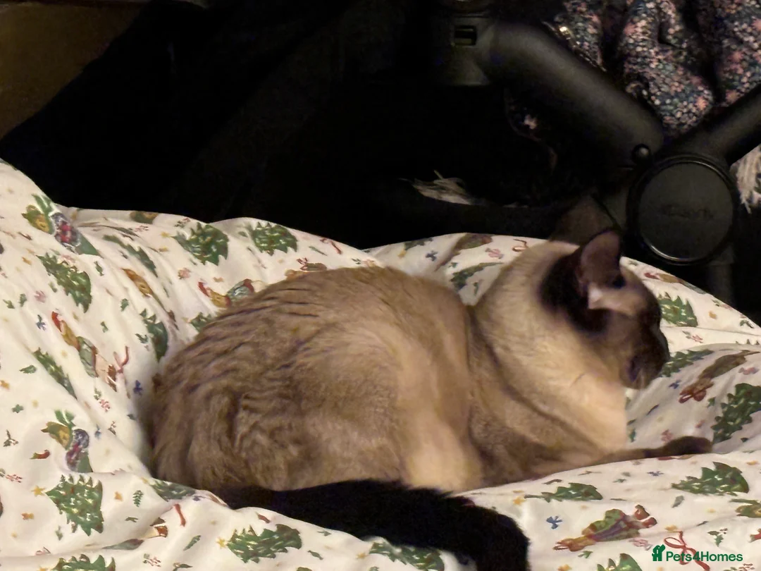 Mixed Breed cats for sale: Maine coon cross Siamese kitten  - Advert 1