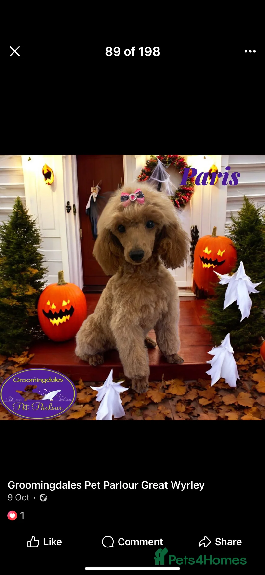 Miniature Poodle dogs for sale: beautiful female miniature poodle  - Advert 1