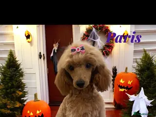 Miniature Poodle dogs beautiful female miniature poodle - Advert 2