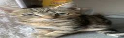 Maine Coon cats for sale: Half Maine coon kittens unique calico markings  - Advert 2