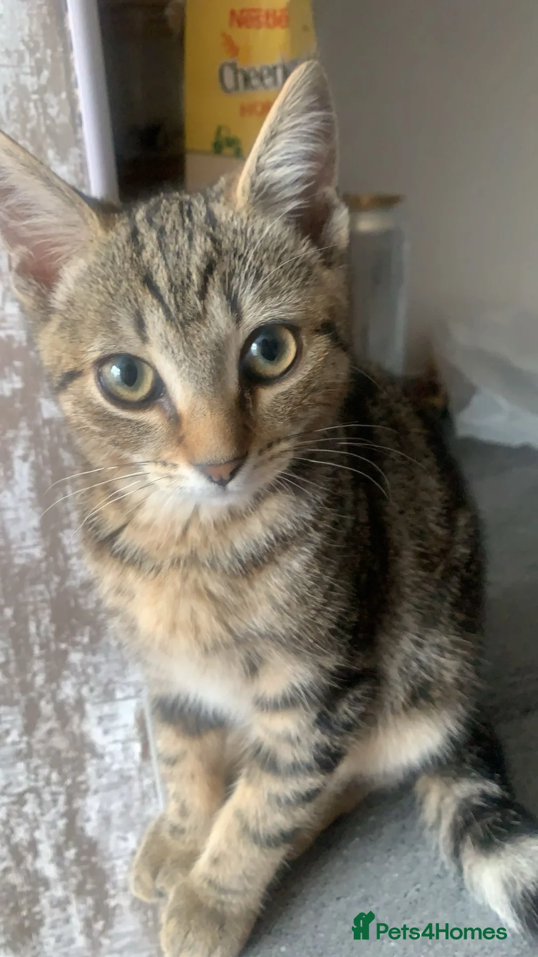 Maine Coon cats for sale: Half Maine coon kittens unique calico markings  - Advert 2
