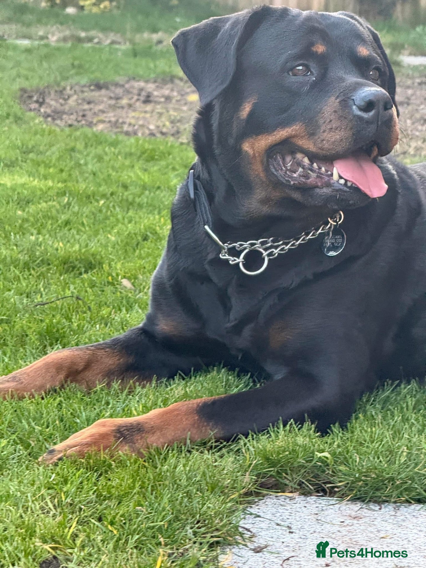 Rottweiler dogs Beautiful Rottweiler for Rehoming  - Advert 1