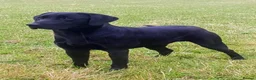 Labrador Retriever dogs for sale: 🐶 KC, DNA Clear Labrador retriever pups ⭐ - Advert 6
