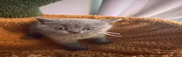 British Shorthair cats for sale: Beautiful British shorthair kittens - Advert 5