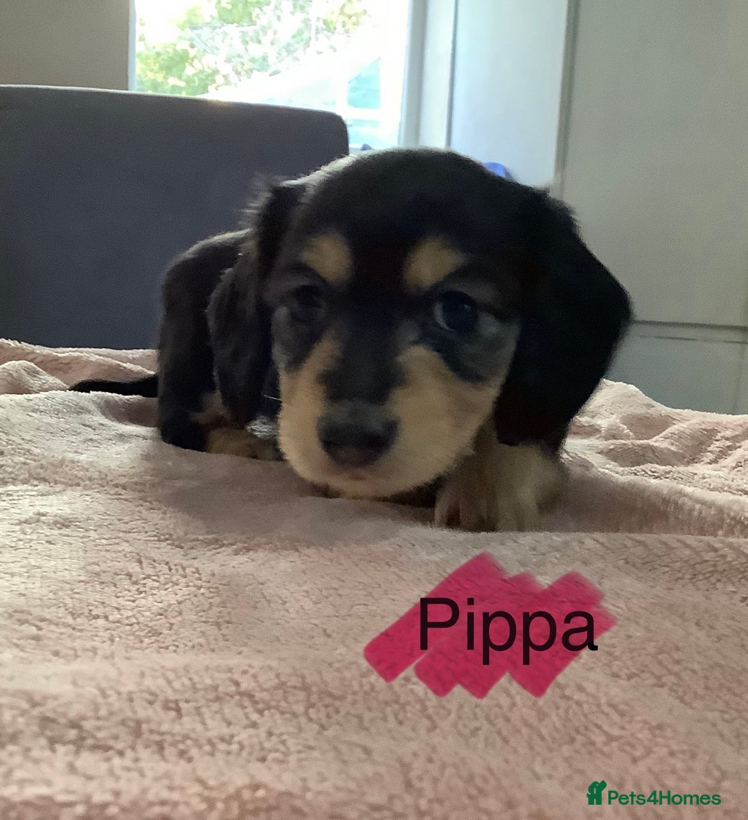 Miniature Dachshund dogs for sale: PRA Clear Mini Longhair Dachshund Pups Cream Red.. - Advert 36