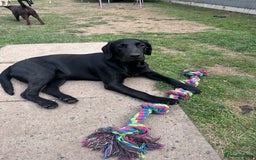 Labrador Retriever dogs for sale: Black lab  - Image 3