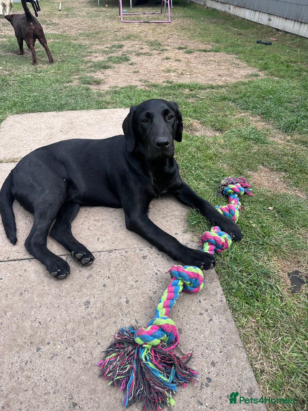 Labrador Retriever dogs for sale: Black lab  - Image 3