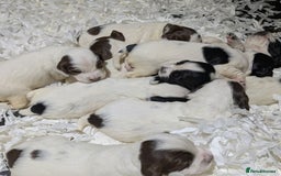 English Springer Spaniel dogs for sale: Speckled mixed colour ESS pups,TESTED PARENTS - Image 13