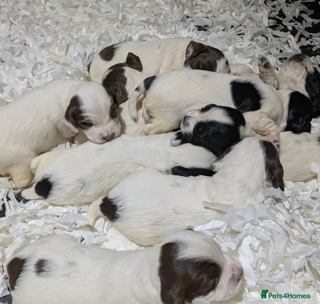 English Springer Spaniel dogs for sale: Speckled mixed colour ESS pups,TESTED PARENTS - Image 13