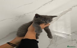 British Shorthair cats for sale: British shorthair  - Image 3