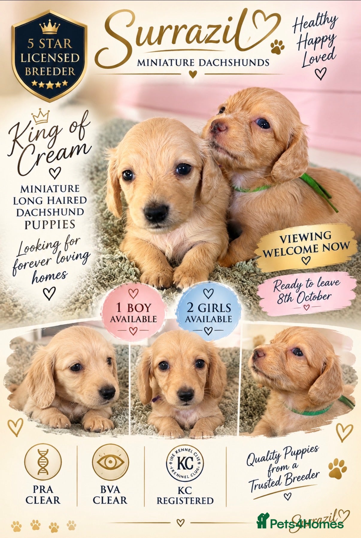 Miniature Dachshund dogs 👑CREAM MINIATURE LONGHAIR 👑 - Advert 1