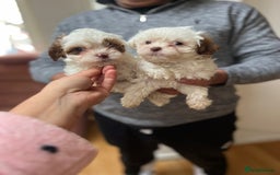 Maltese dogs for sale: Maltes - Image 10