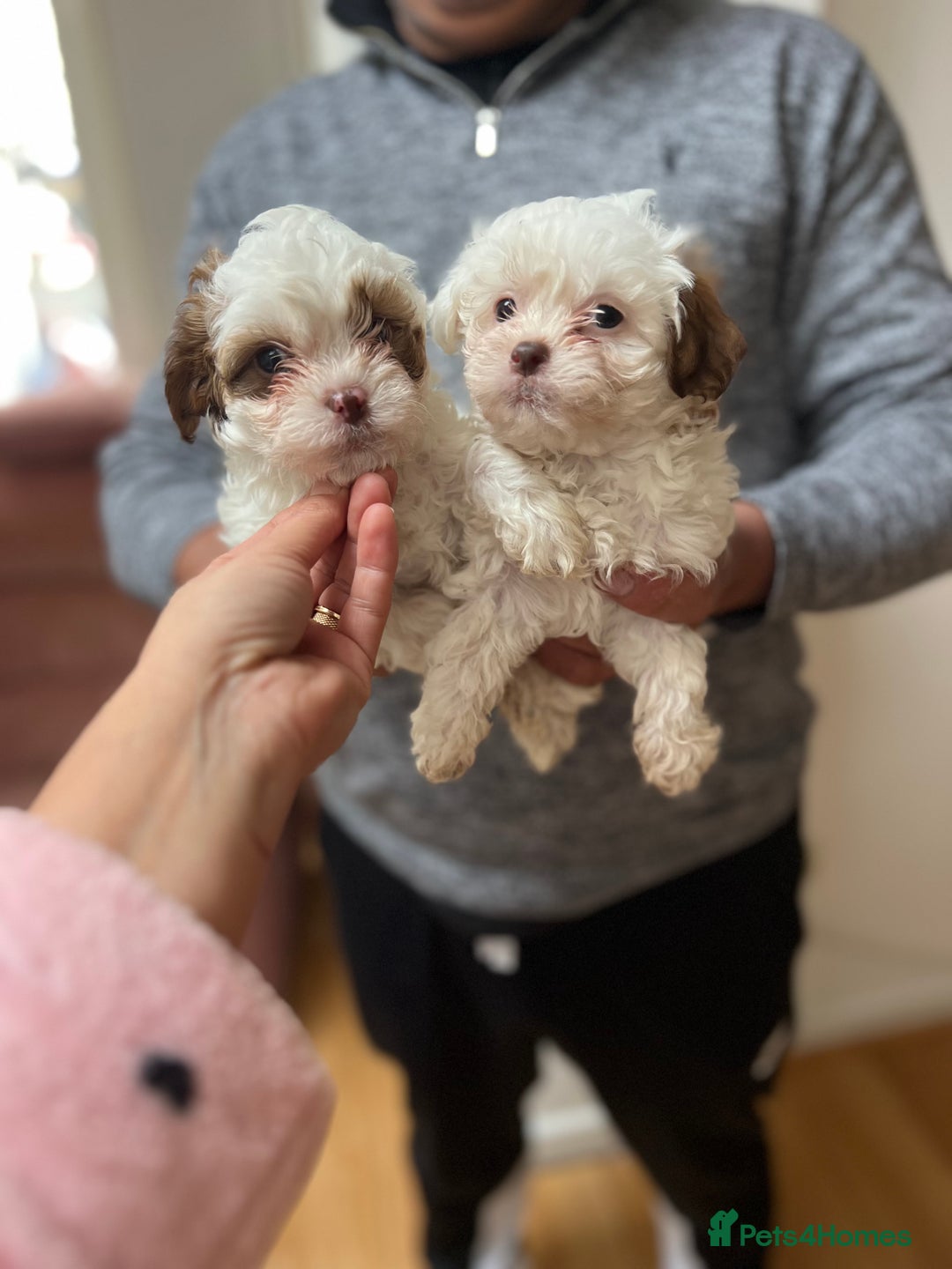 Maltese dogs for sale: Maltes - Image 10