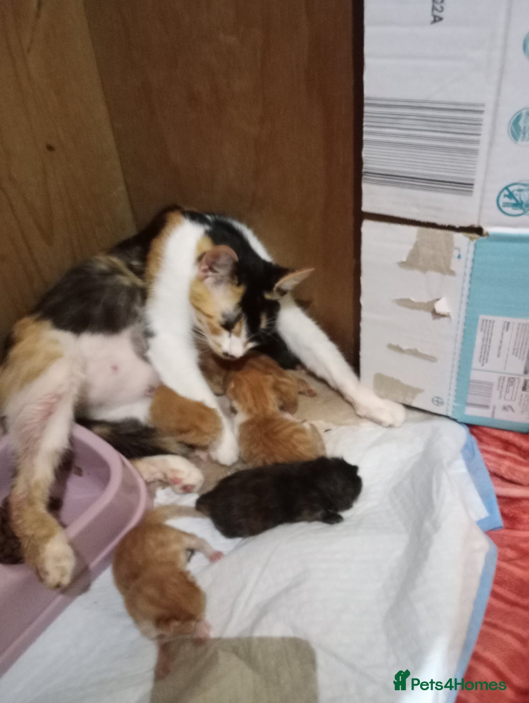 Mixed Breed cats for sale: mix breed kitten one male - Image 3