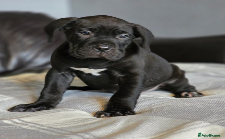 Cane Corso dogs - Advert 3