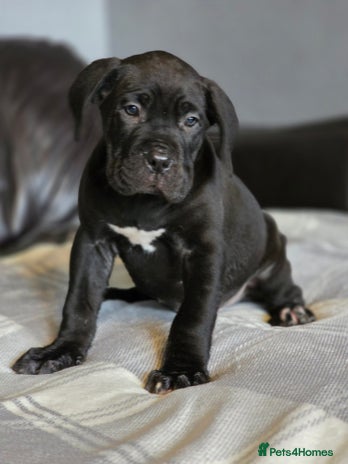 Cane Corso dogs - Advert 3