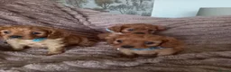 Cavapoo dogs for sale: Fb1 cavapoo  - Advert 12
