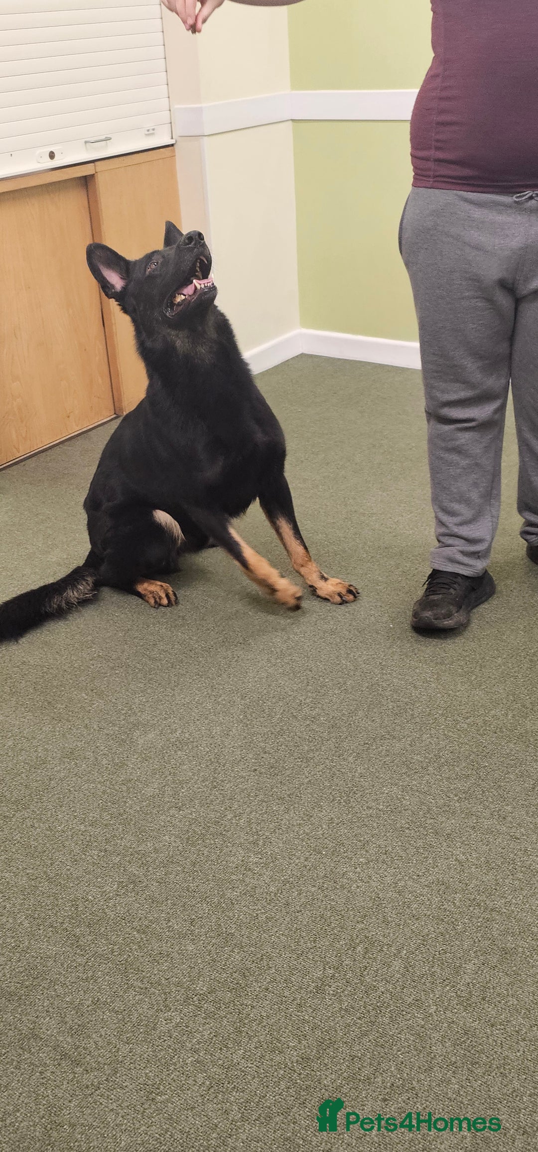 German Shepherd dogs for stud: King Shere khan von shepear at stud in Bedford - Image 7
