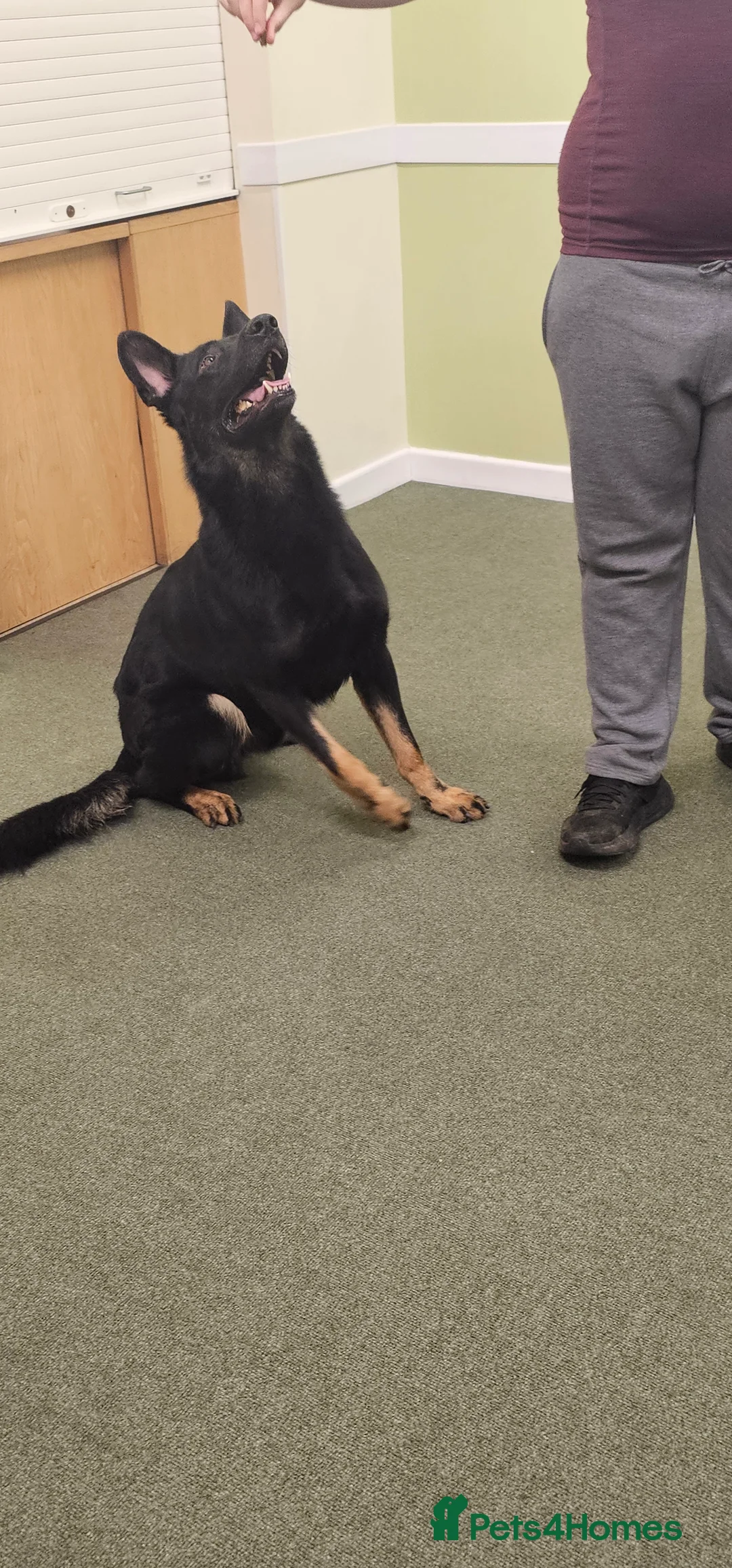 German Shepherd dogs for stud: King Shere khan von shepear at stud in Bedford - Advert 9