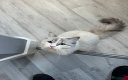 Ragdoll cats for sale: Beautiful Blue Eye, White Female Ragdoll - Image 5