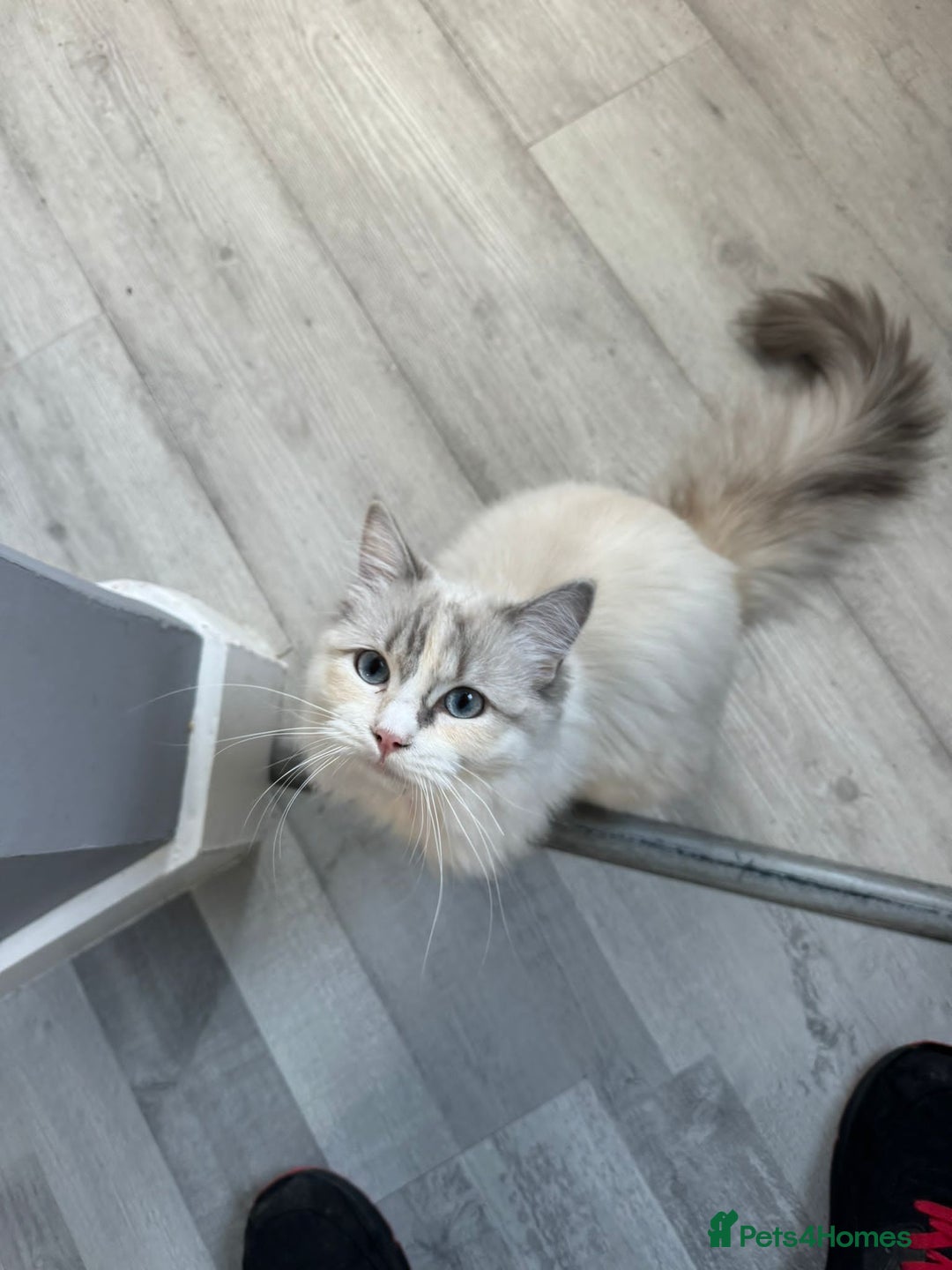 Ragdoll cats for sale: Beautiful Blue Eye, White Female Ragdoll - Image 5