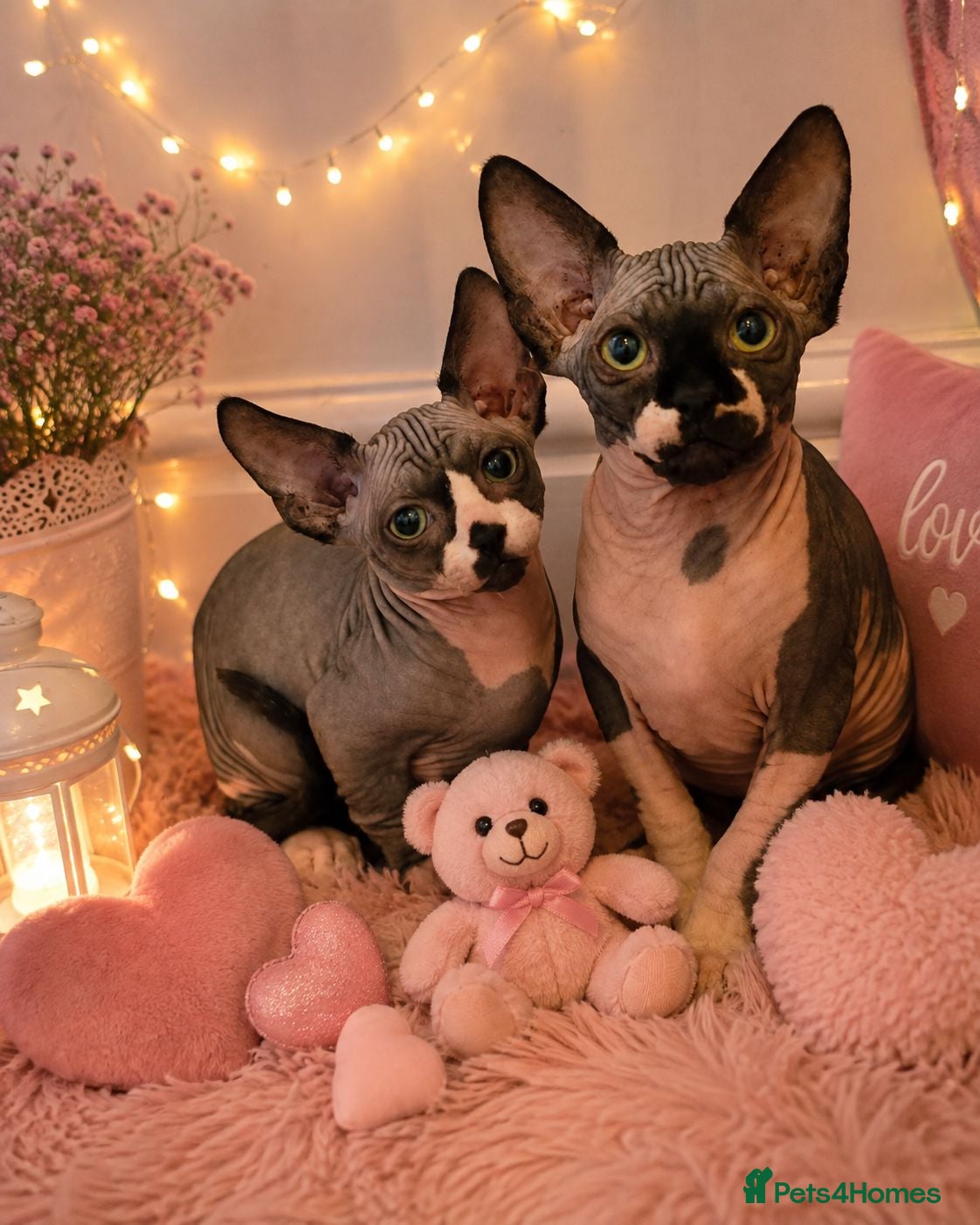 Sphynx cats Ready Sphynx Kittens Looking for Their Forever 🏰 - Advert 22