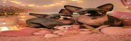Sphynx cats for sale: Ready Sphynx Kittens Looking for Their Forever 🏰 - Advert 1
