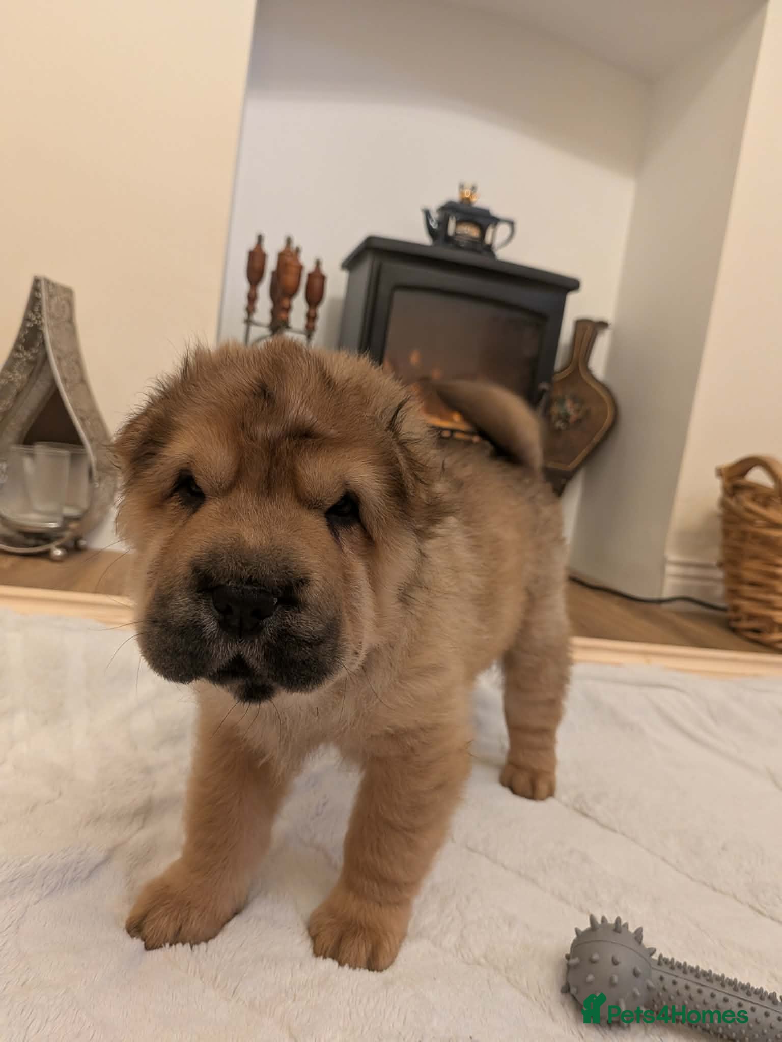 Shar Pei dogs ONLY 1 BEAUTIFUL FEMALE SHAR PEI LEFT!  - Advert 15