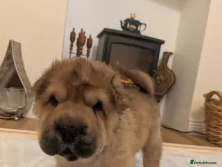 Shar Pei dogs ONLY 1 BEAUTIFUL FEMALE SHAR PEI LEFT! - Advert 15