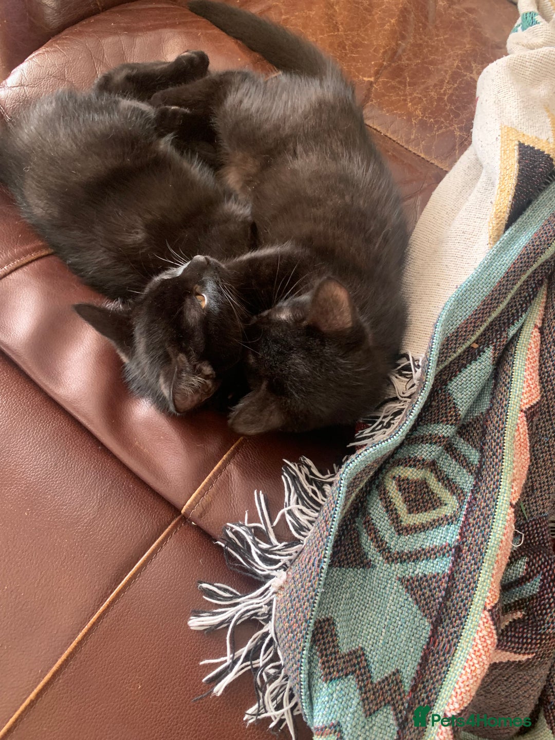 British Longhair cats for sale: two adorable black kittens a boy and a girl - Image 2