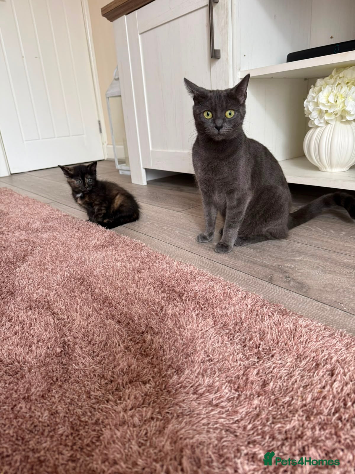 Mixed Breed cats Playful loving kittens x3  - Advert 6