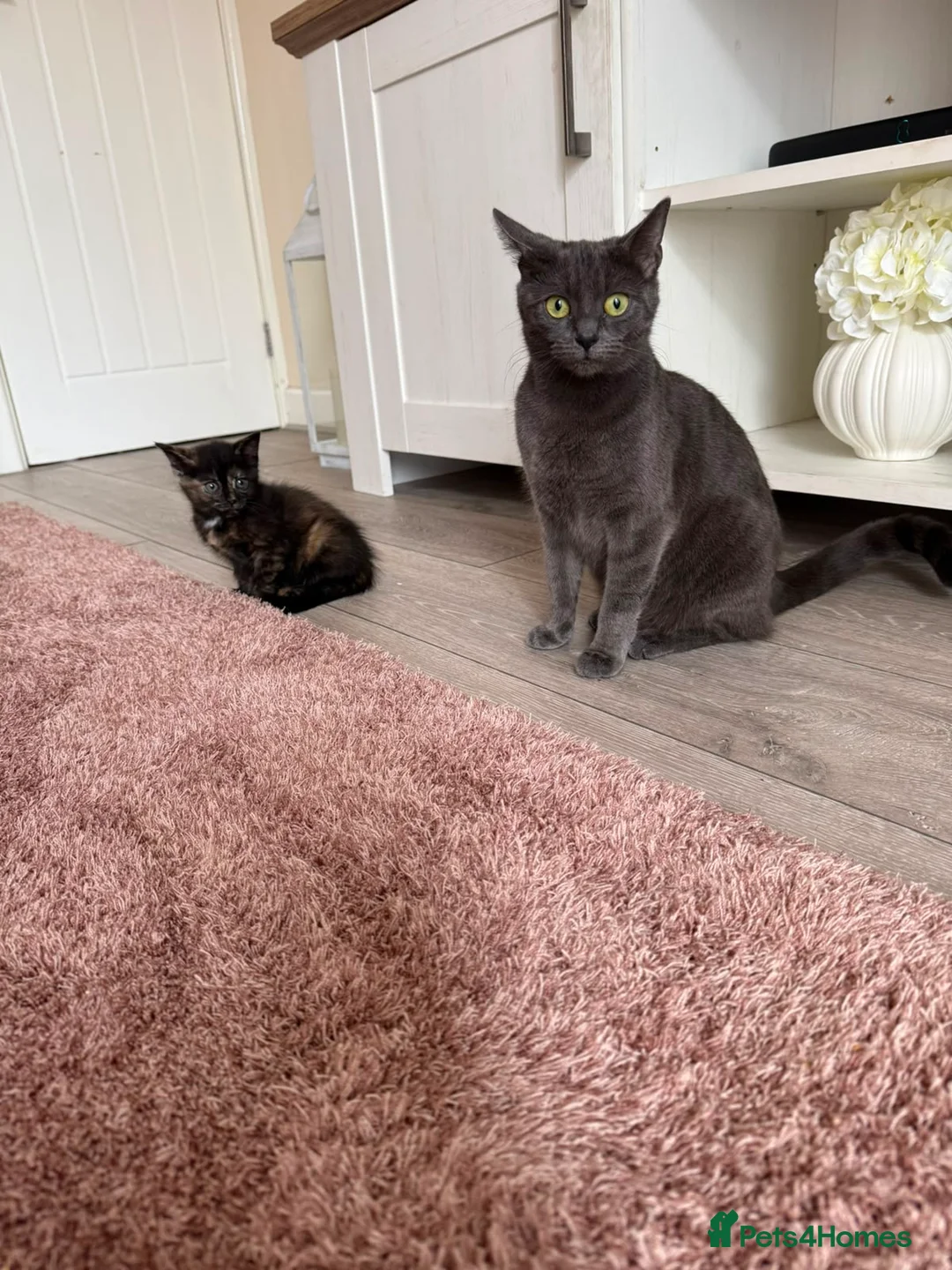 Mixed Breed cats for sale: Playful loving kittens x3  in Walsall - Advert 1