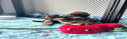 Yorkshire Terrier dogs for sale: Adorable Yorkshire Terrier Puppies ❤️ - Advert 2