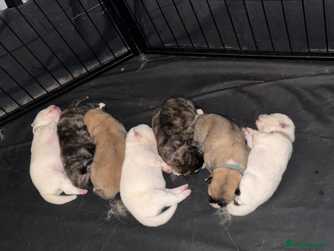 Japanese Akita Inu dogs for sale: 7 Japanese akitas  - Advert 1