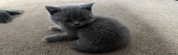 British Shorthair cats for sale: 🐾Beautiful British Shorthair Kittens🐾 - Advert 15