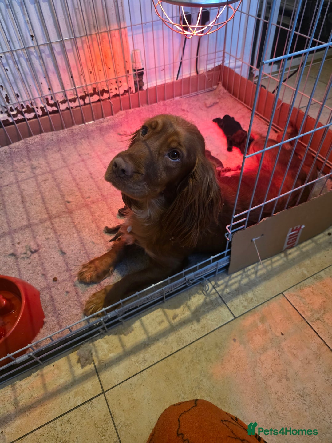 Cocker Spaniel dogs for sale: Kc registered litter - Advert 21