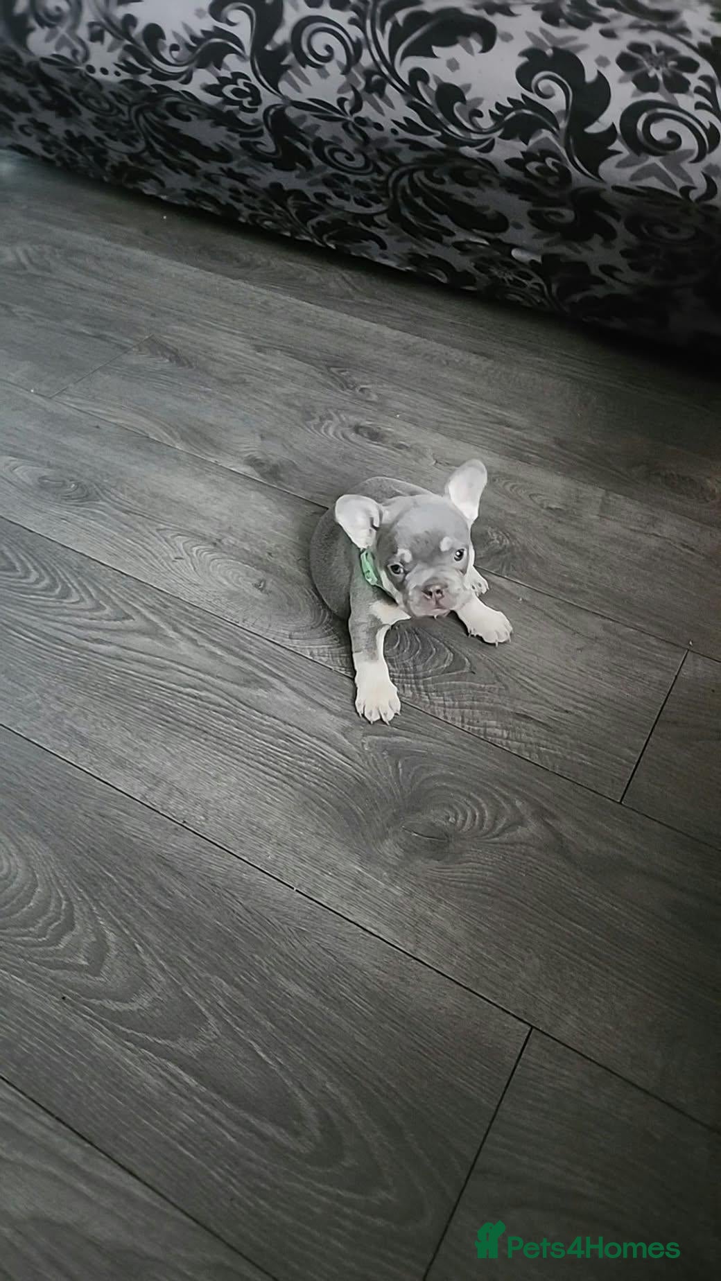 French Bulldog dogs French bulldog puppies  - Advert 1
