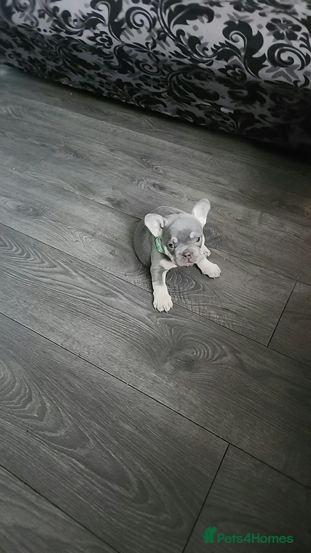 French Bulldog dogs for sale: French bulldog puppies  - Advert 1