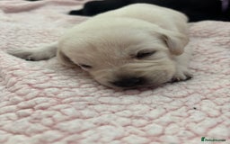 Labrador Retriever dogs for sale: Labrador puppies - Image 7