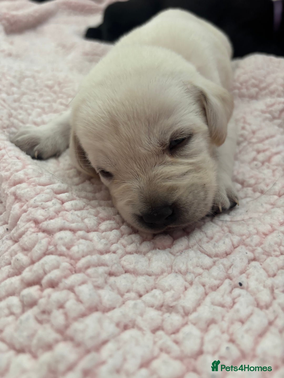 Labrador Retriever dogs for sale: Labrador puppies - Image 7
