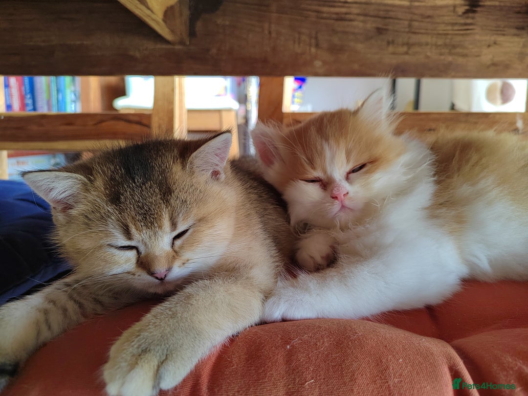 Scottish Fold cats for sale: Scottish Kittens 💜 - Image 27