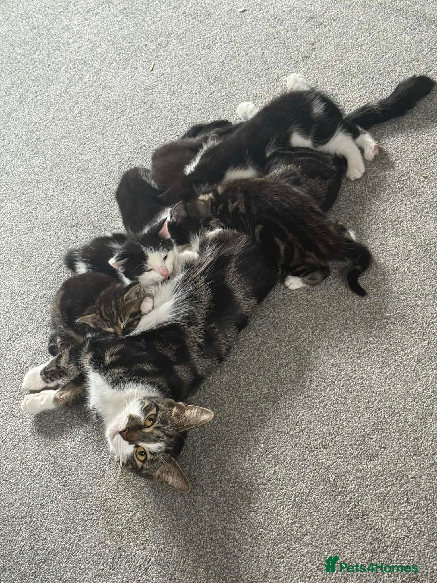 Mixed Breed cats 4 kittens looking for loving homes  - Advert 2