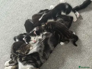Mixed Breed cats 4 kittens looking for loving homes - Advert 2