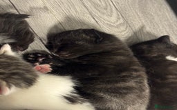 Mixed Breed cats for sale: 2 male kittens.  - Image 1