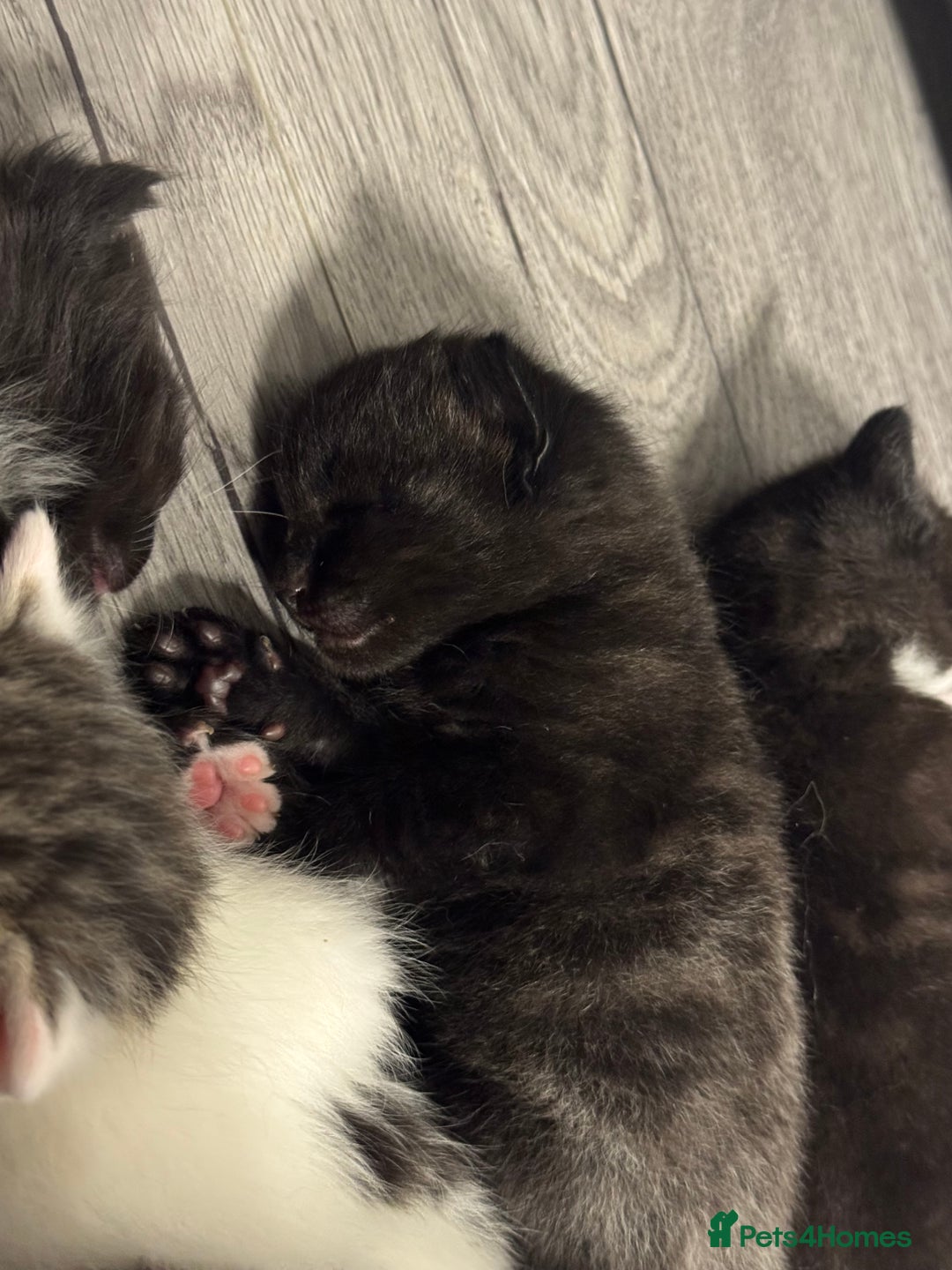Mixed Breed cats for sale: 2 male kittens.  - Image 1