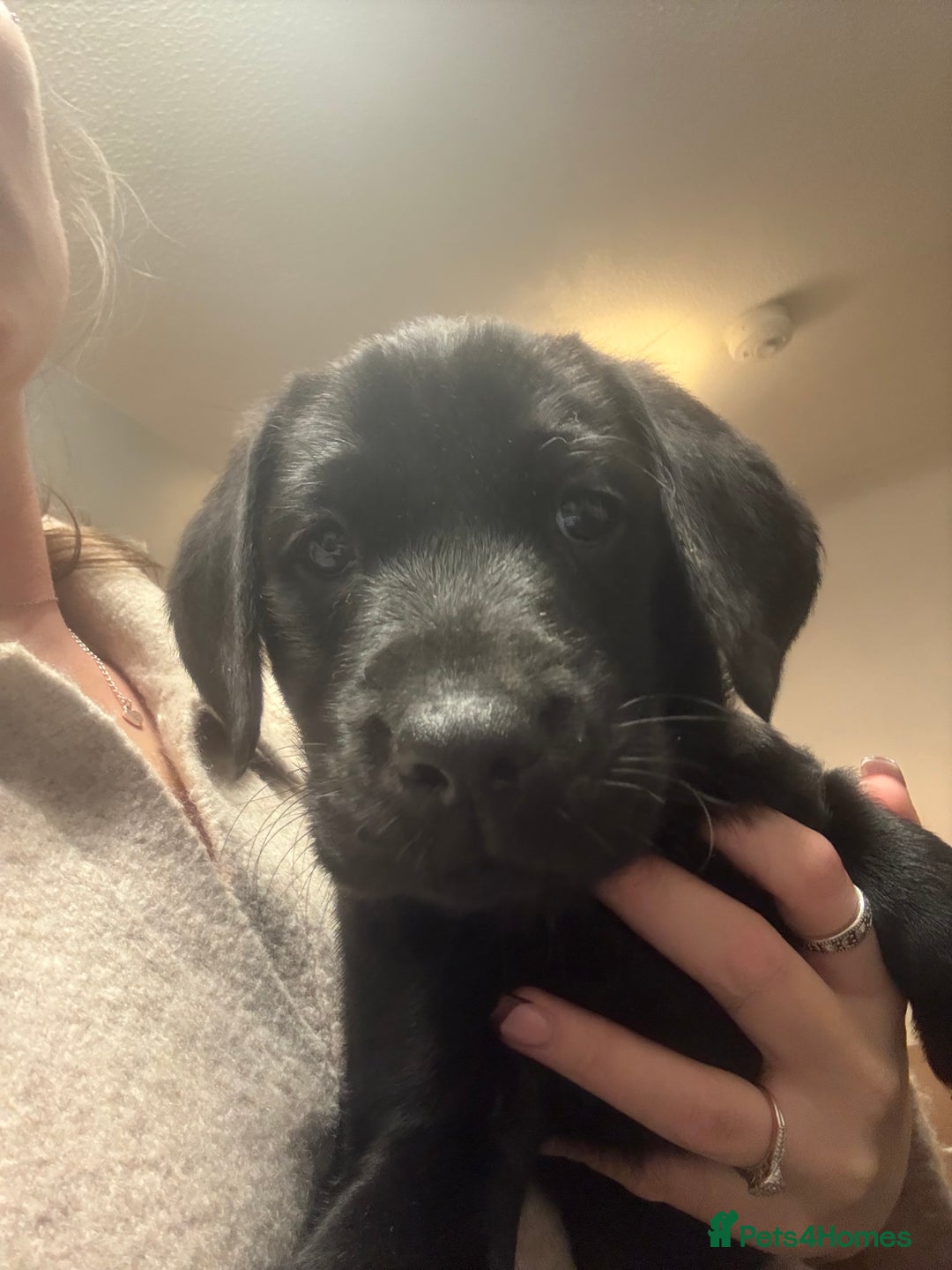 Labrador Retriever dogs for sale: Labrador puppies.  - Advert 3