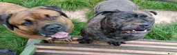 Mixed Breed dogs for sale: Saint Bernard Neapolitan x Boerboel Neapolitanbull - Advert 28