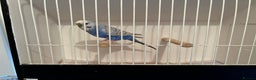 Budgerigars birds for sale: Lutino budgies  - Advert 4