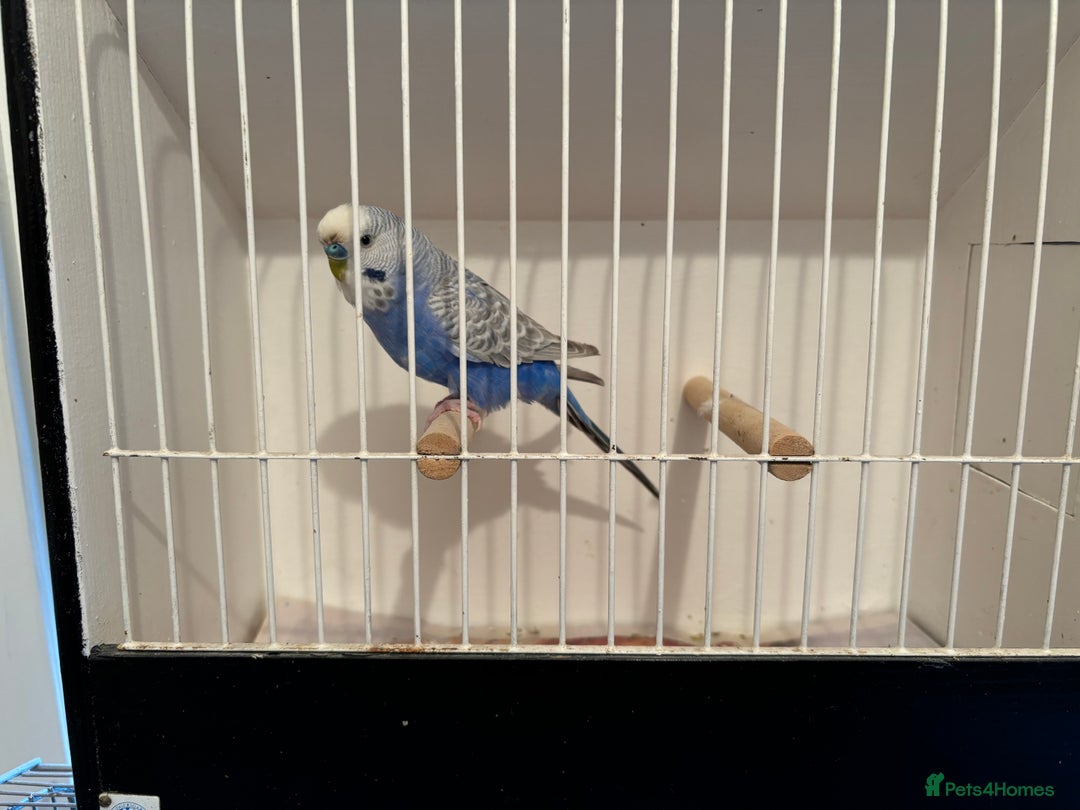 Budgerigars birds for sale: Lutino budgies  - Advert 4