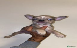 French Bulldog dogs for sale: French bulldogs  - Image 3